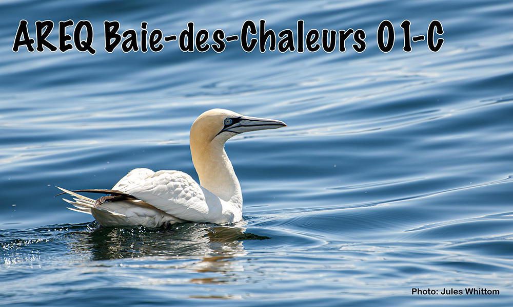 AREQ secteur Baie-des-Chaleurs (01C)